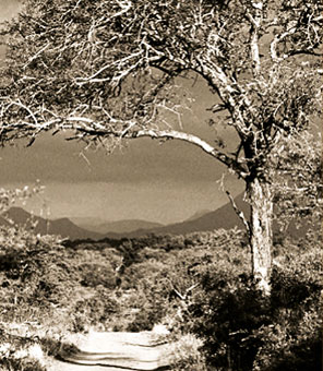 Soweit das Auge reicht: Buschlandschaft in S&uuml;dafrika