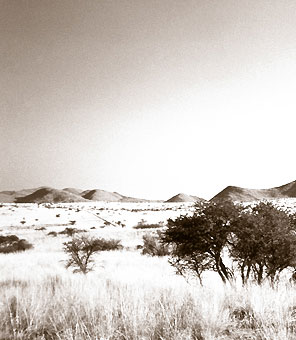 Die Kalahari S&uuml;dafrikas mit ihrem roten Sand und wei&szlig;en Gr&auml;sern.