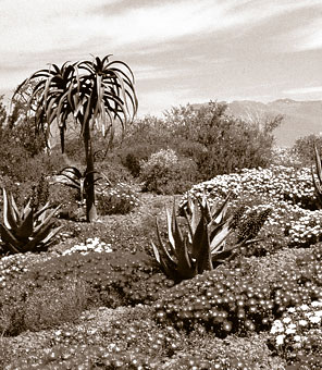 W&auml;hrend der allj&auml;hrlichen Bl&uuml;tezeit verwandelt sich die karge Landschaft des Namaqualandes in ein verschwenderisches Farbenmeer.