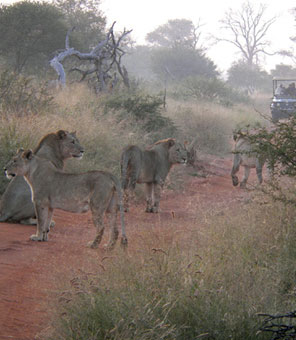 Der Ranger bringt Sie im offenen Landrover so nah wie m&ouml;glich an L&ouml;wen und andere wilde Tiere heran.