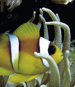 Fisch im s&uuml;dafrikanischen Korallenriff.